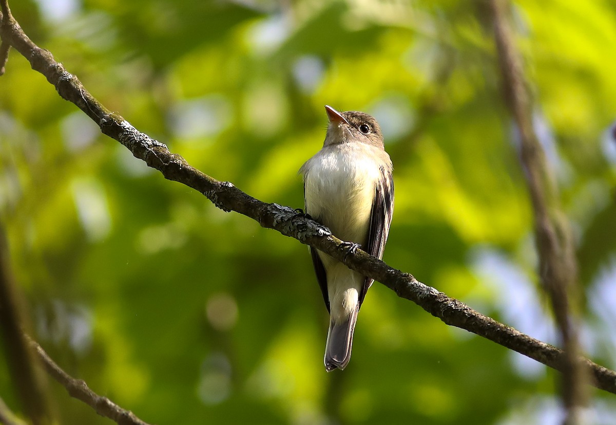 Alder Flycatcher - Debbie Parker