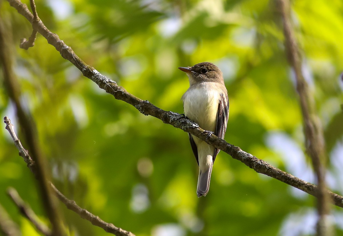 Alder Flycatcher - Debbie Parker