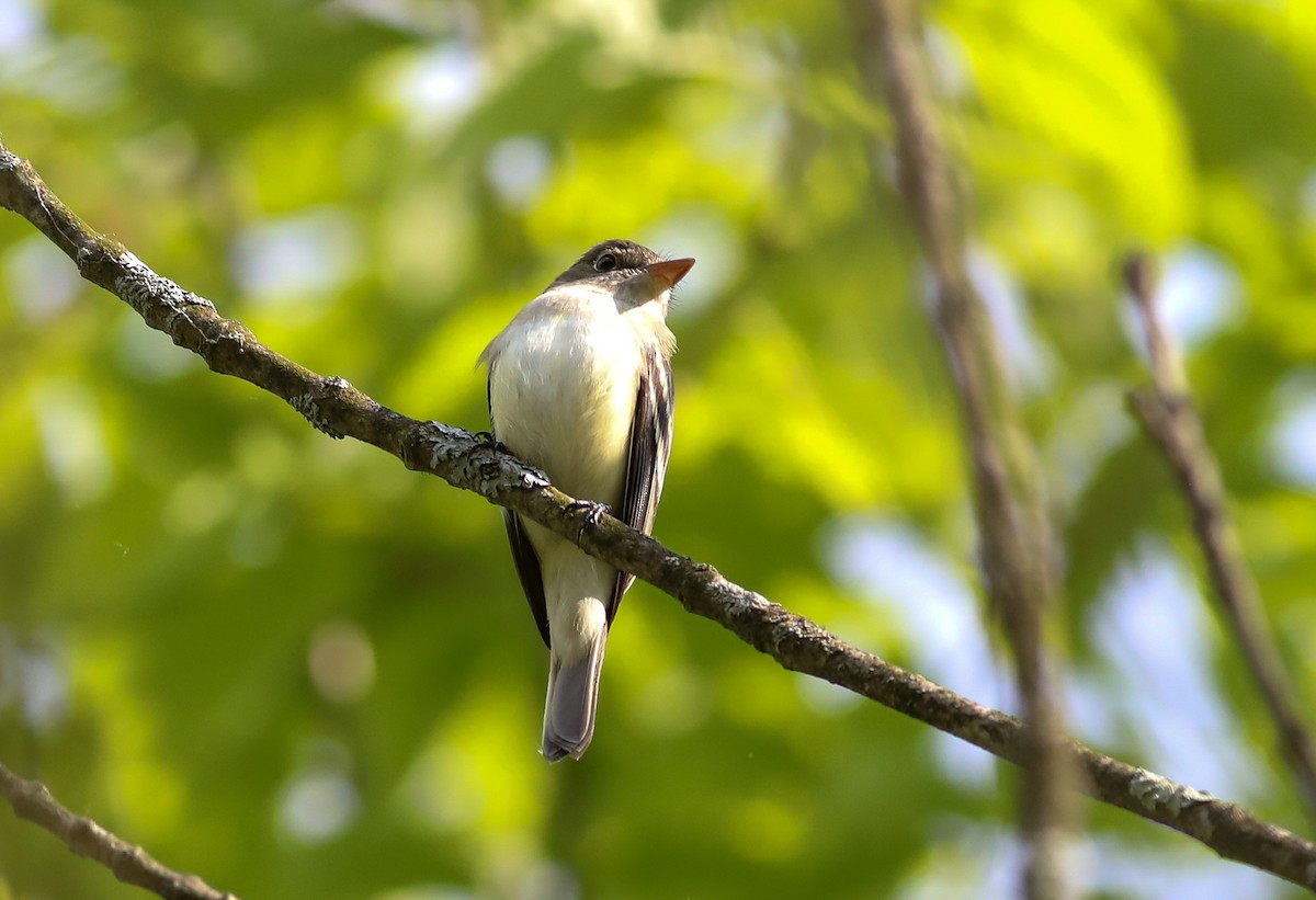 Alder Flycatcher - Debbie Parker