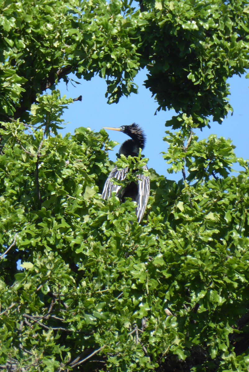 Anhinga - Karina Rathmell