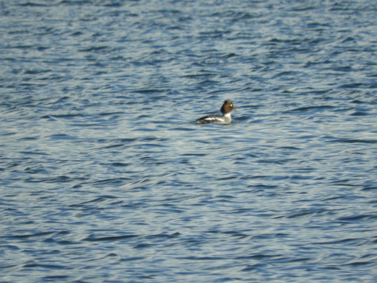 Common Goldeneye - Mac  McCall