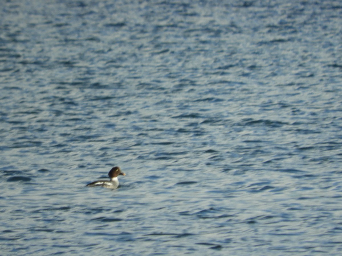 Common Goldeneye - Mac  McCall