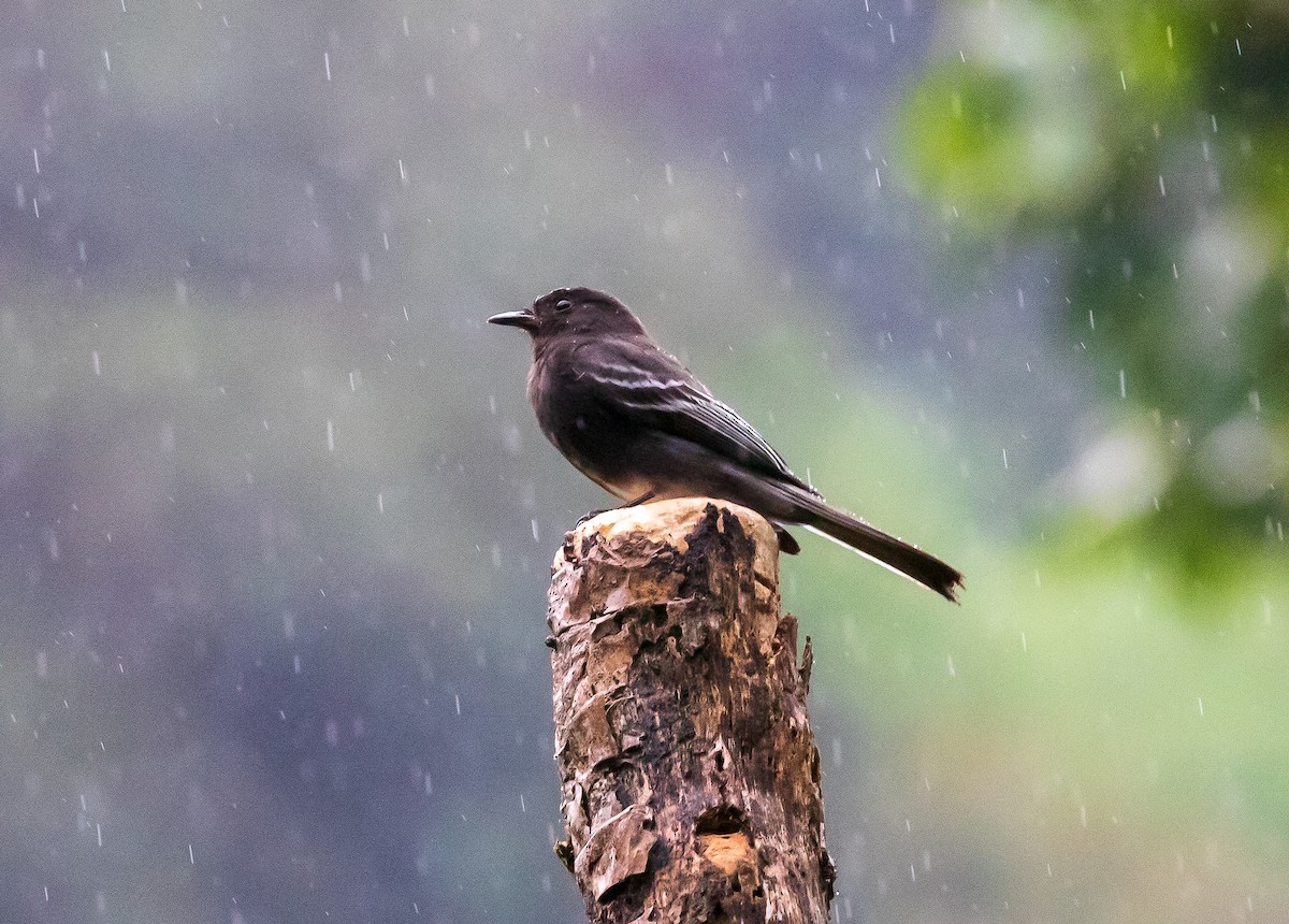 Black Phoebe - Andrew Cauldwell