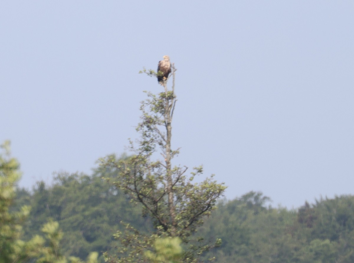 White-tailed Eagle - Jan Badura