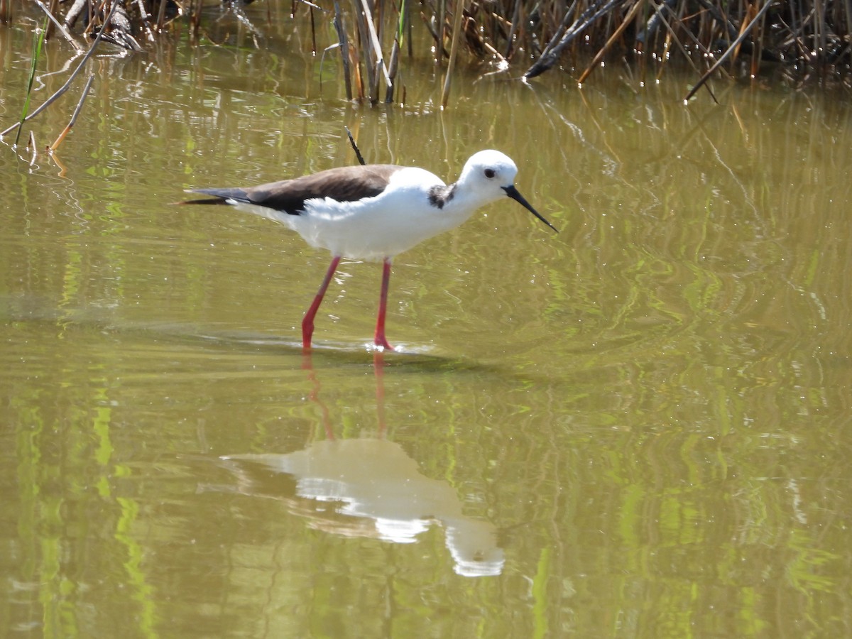 Black-winged Stilt - Nicolas Detriche