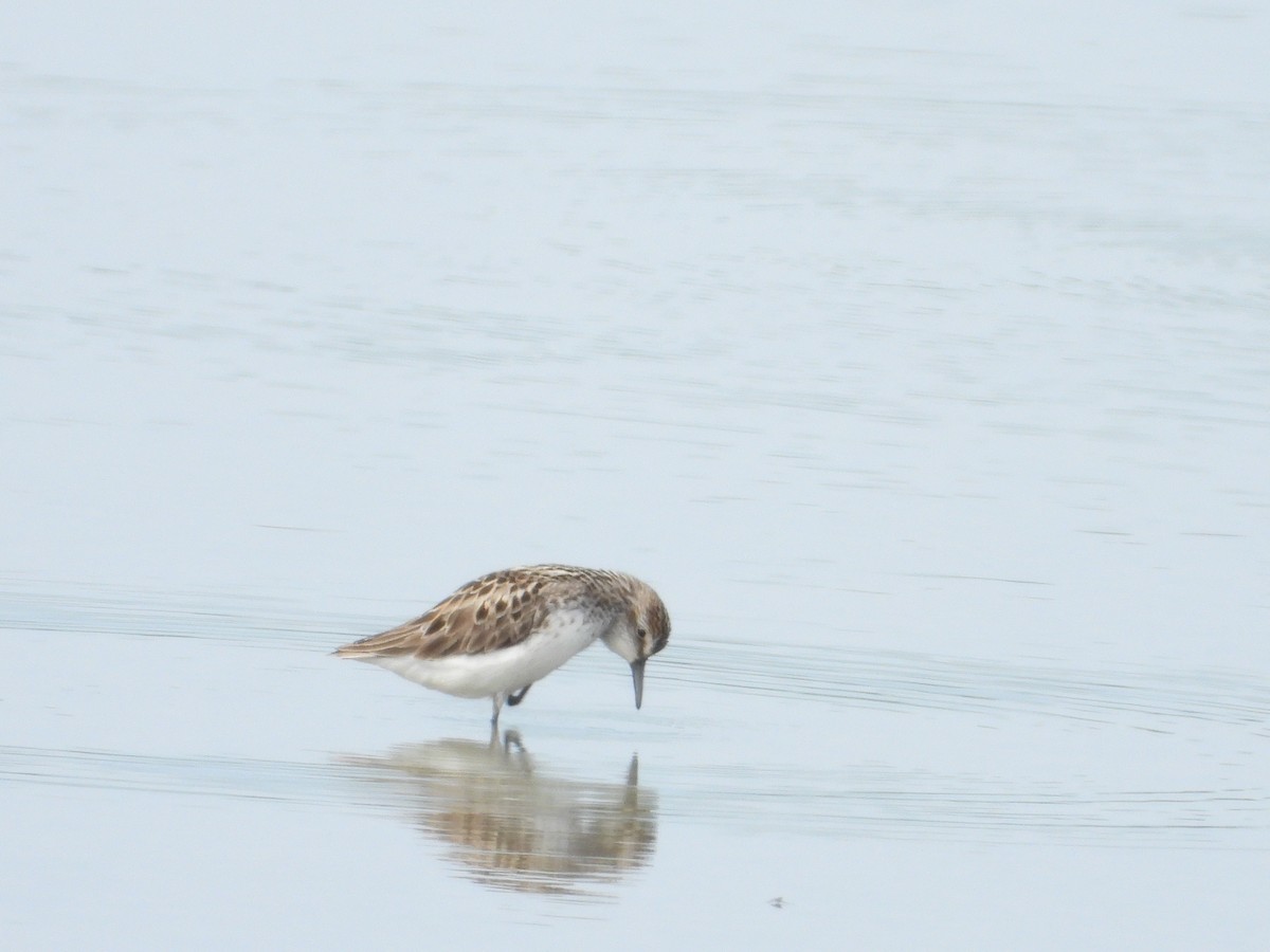 Semipalmated Sandpiper - Chad Wilson