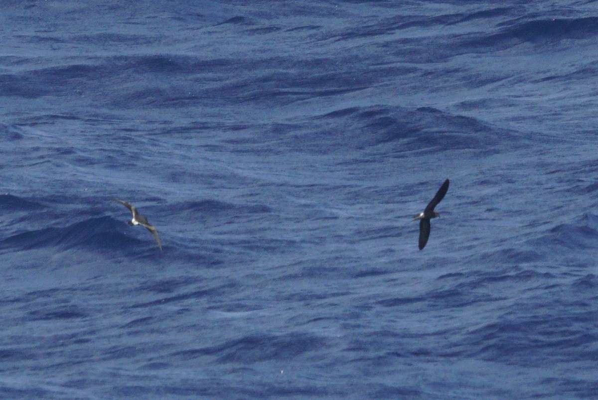 Leach's Storm-Petrel - ML619451177