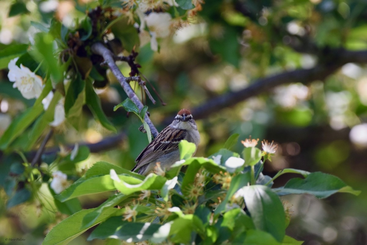 Chipping Sparrow - Mario Pelletier
