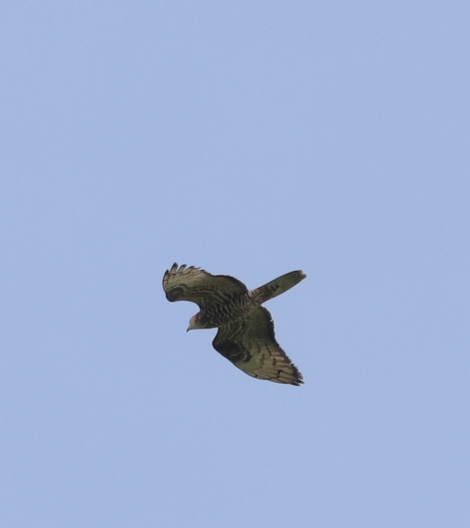 European Honey-buzzard - Jan Badura