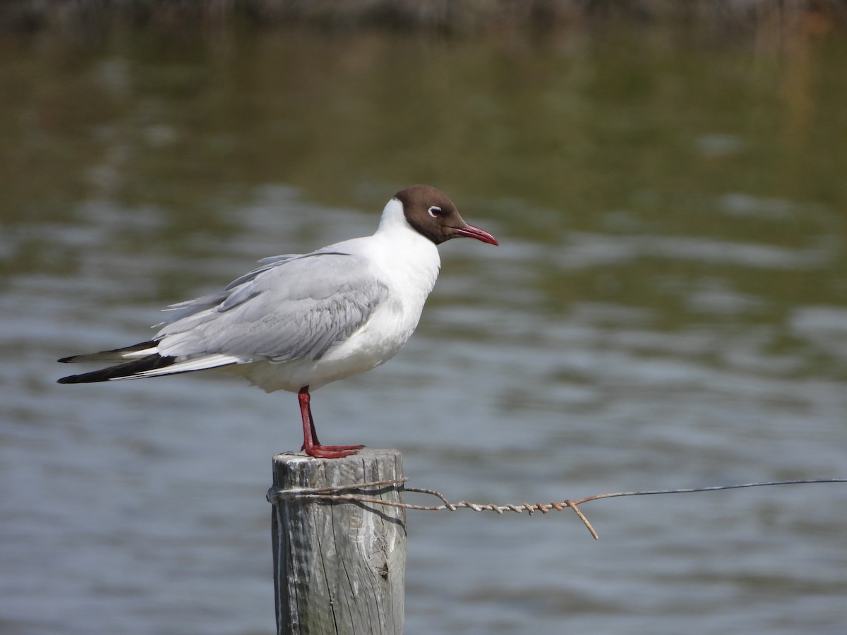 Black-headed Gull - Nicolas Detriche