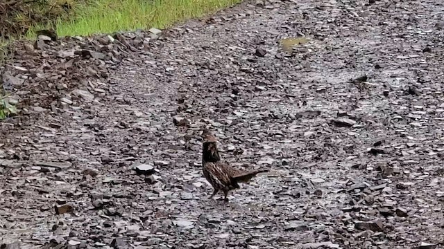 Ruffed Grouse - ML619451202