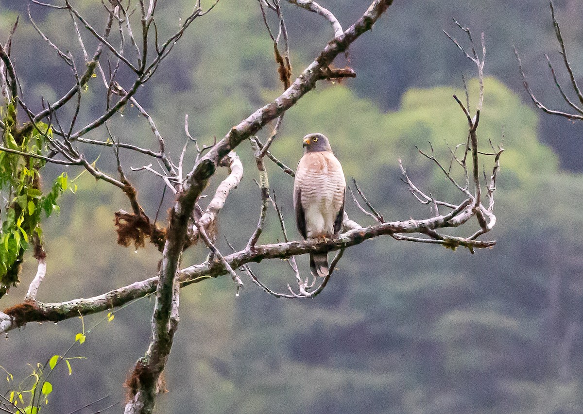 Roadside Hawk - Andrew Cauldwell