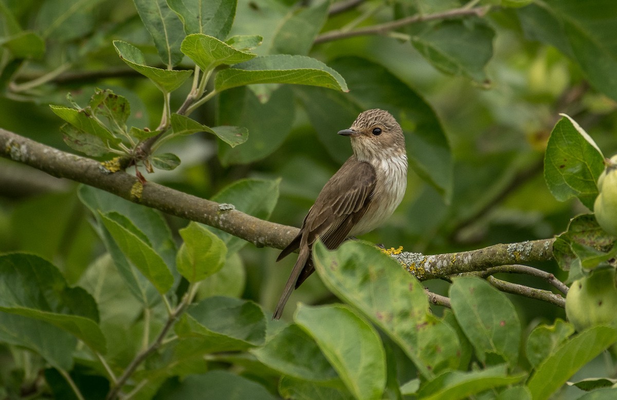 Spotted Flycatcher - Theo de Clermont