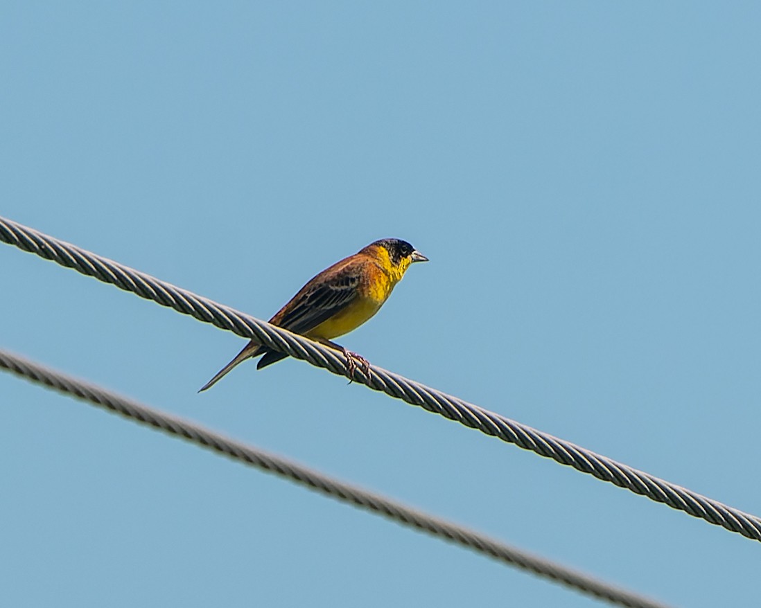 Black-headed Bunting - Magnus Andersson