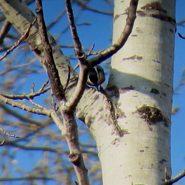 Red-breasted Nuthatch - Sylvie Gagnon