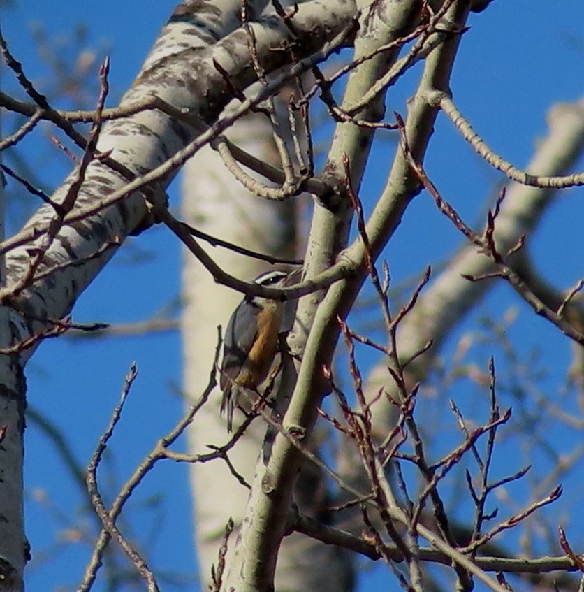 Red-breasted Nuthatch - Sylvie Gagnon