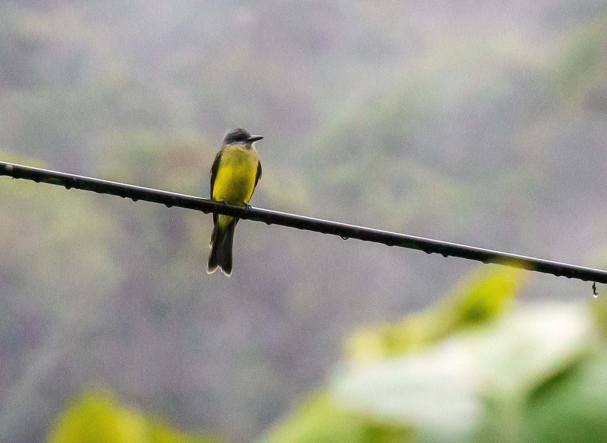 Tropical Kingbird - Andrew Cauldwell