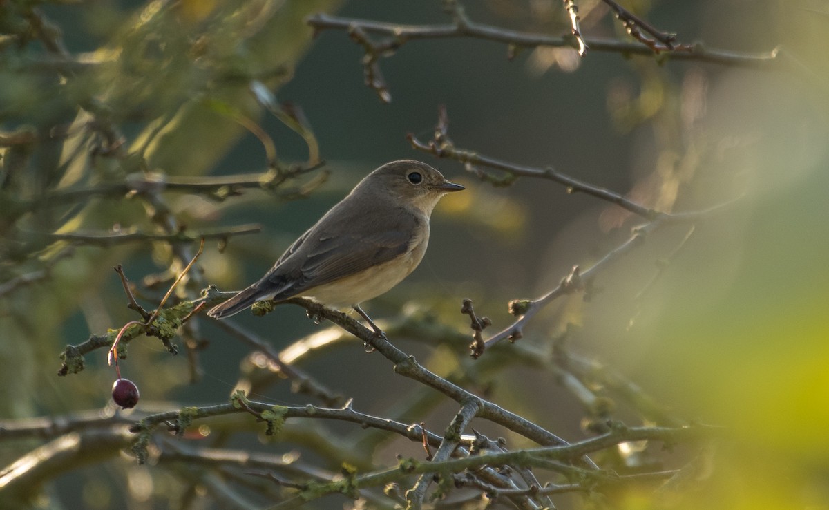 Red-breasted Flycatcher - Theo de Clermont