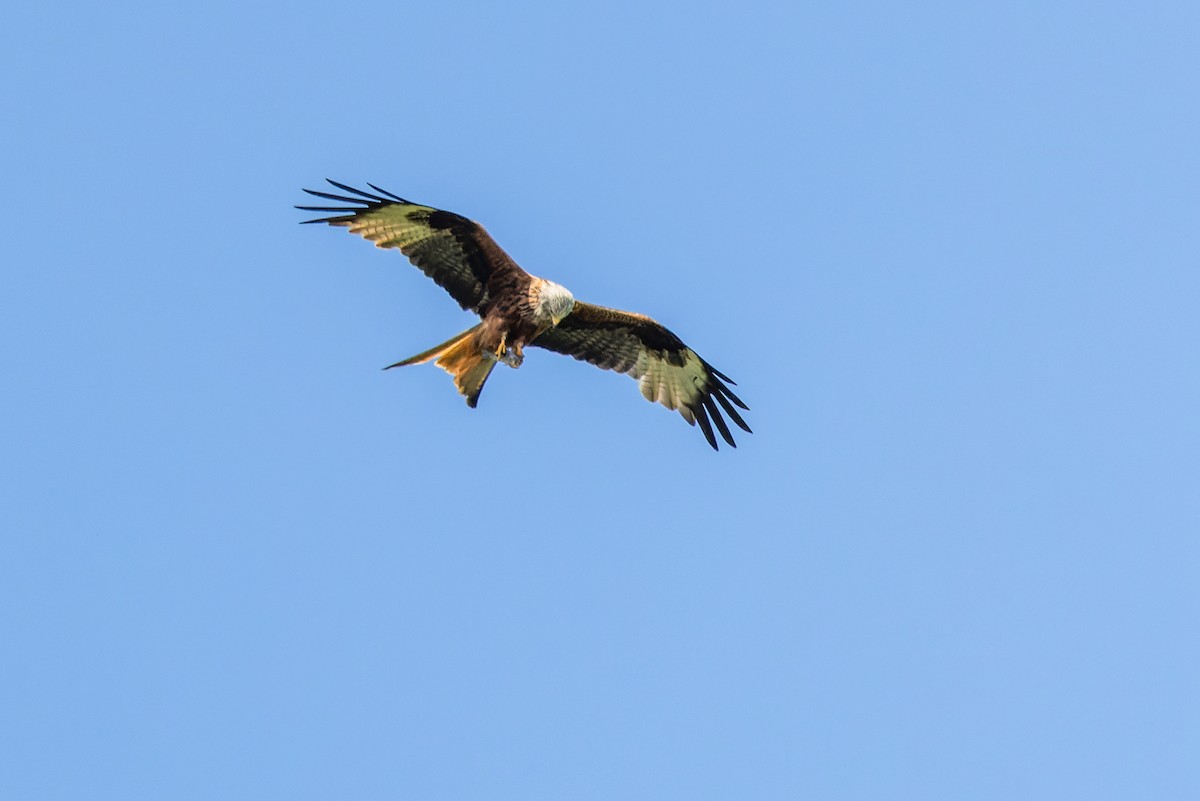 Red Kite - Gabi Uhrova