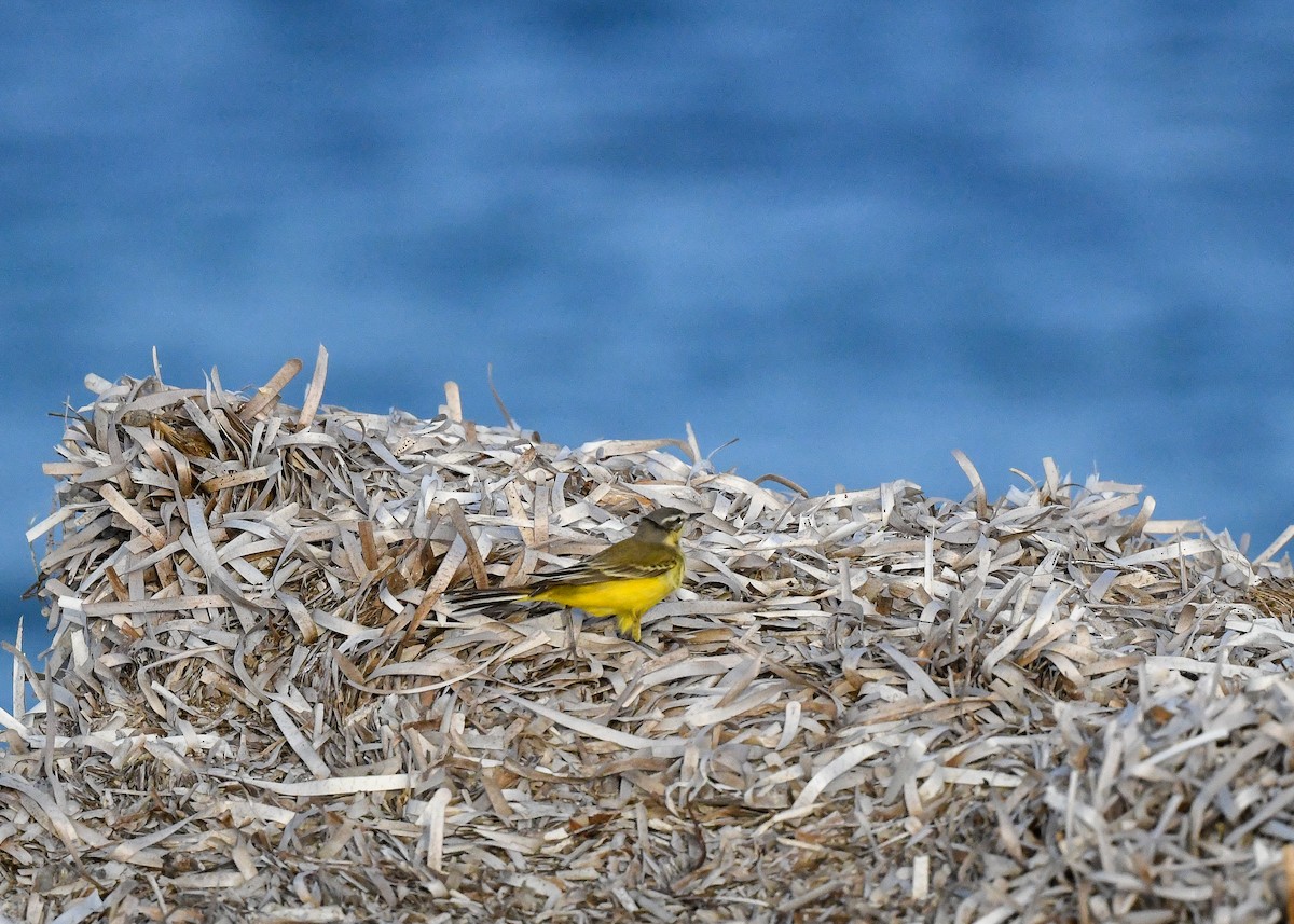 Western Yellow Wagtail - Maria Loukeris