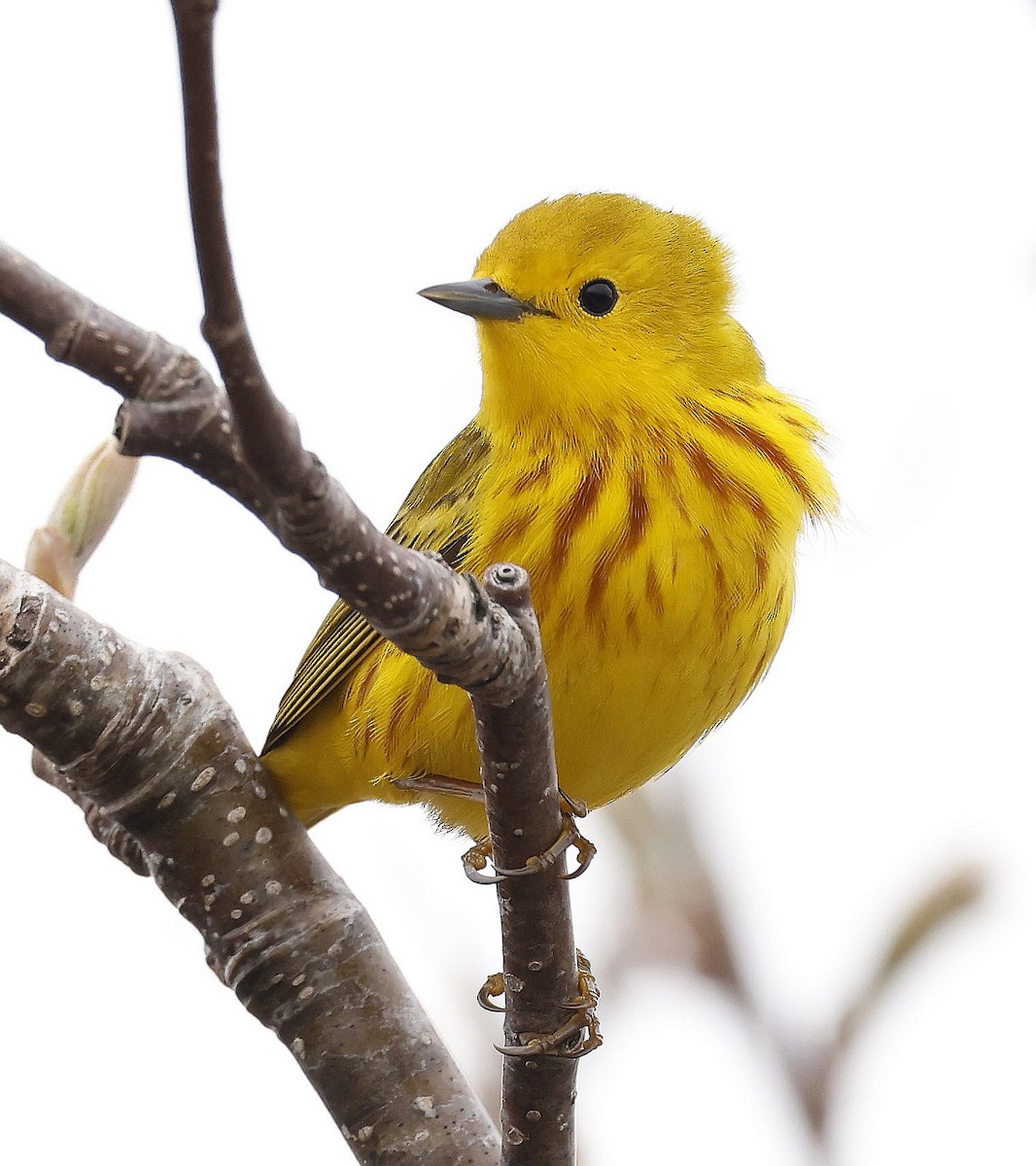 Yellow Warbler - Charles Fitzpatrick