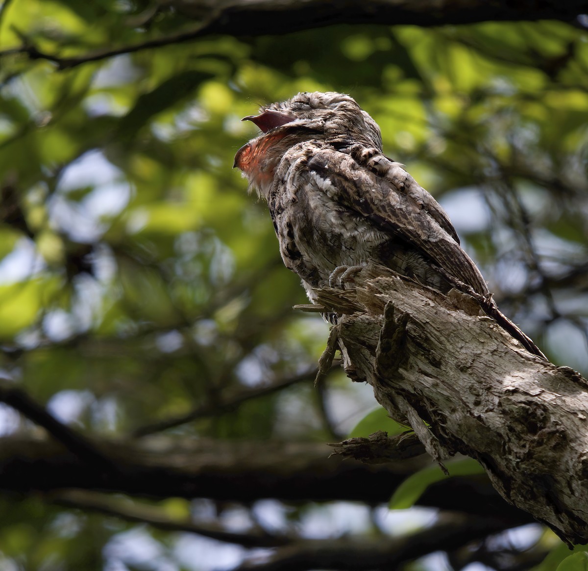 Common Potoo - Wayne Gillatt