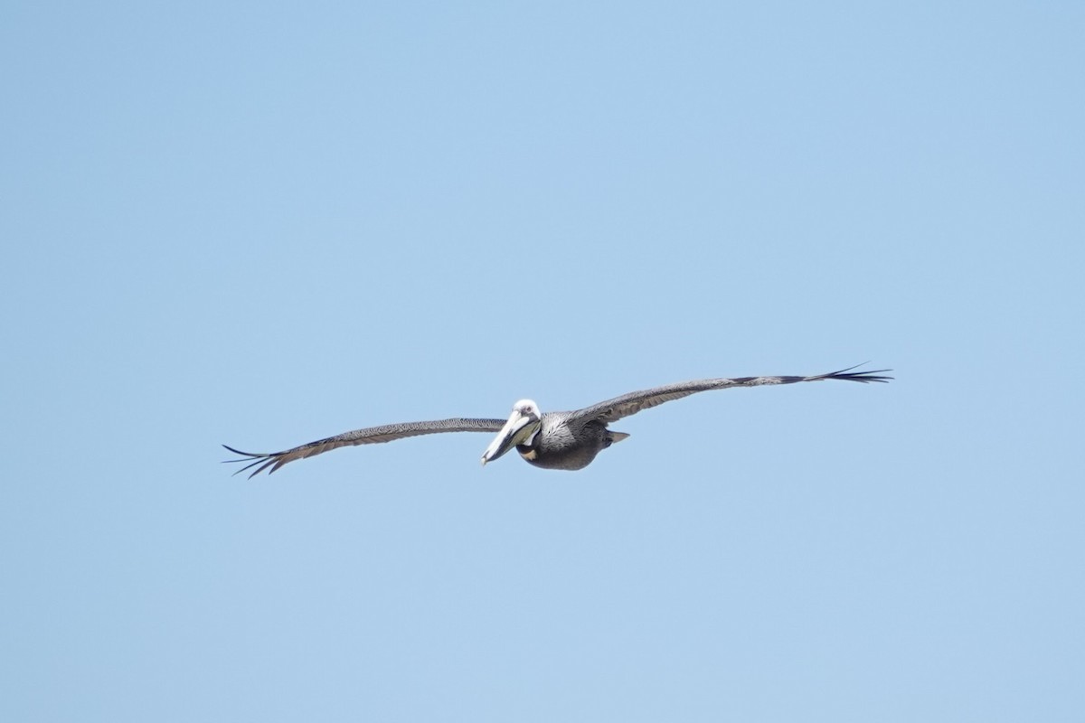 Brown Pelican - Linda Hamp