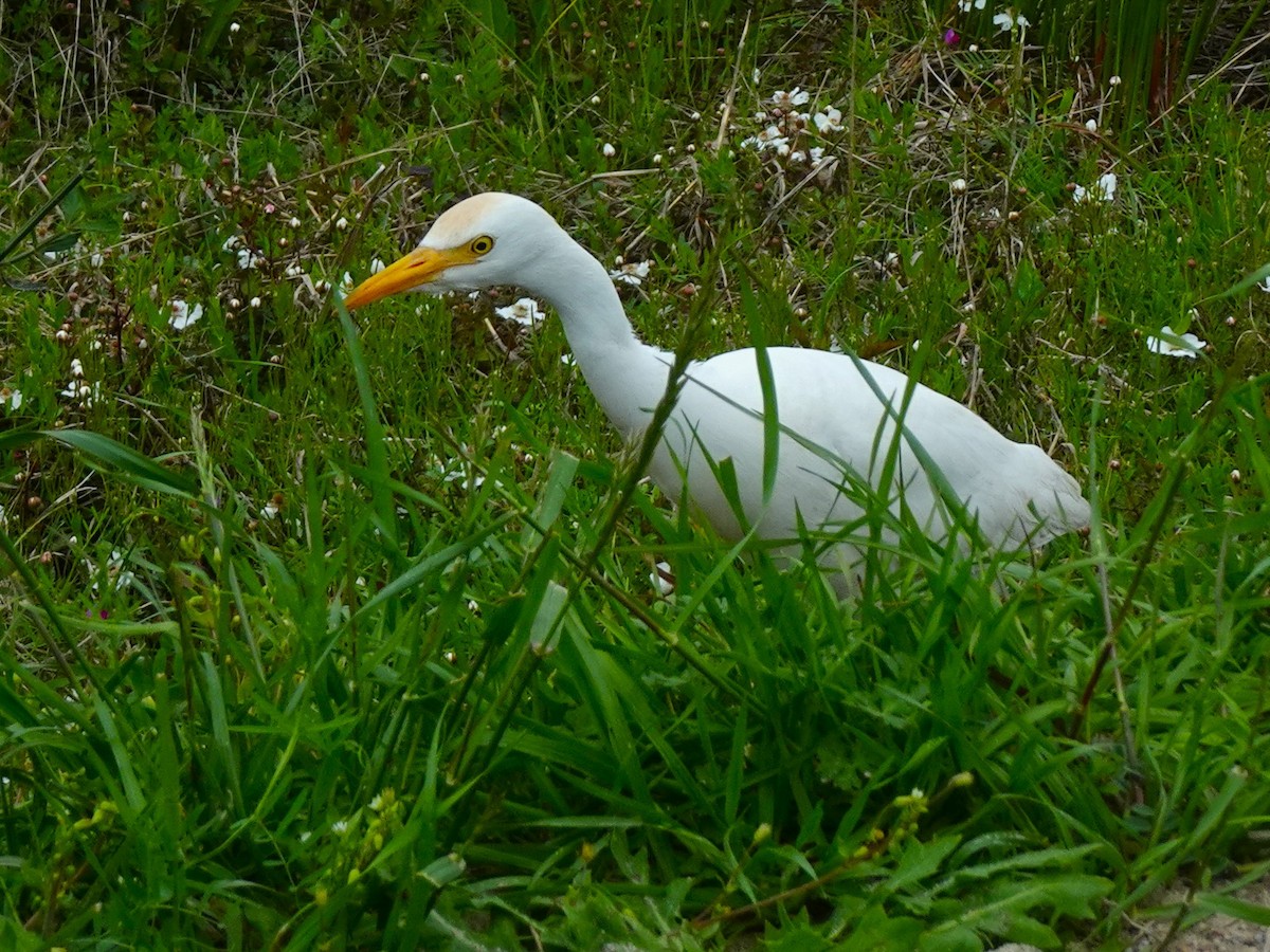 Western Cattle Egret - ami horowitz