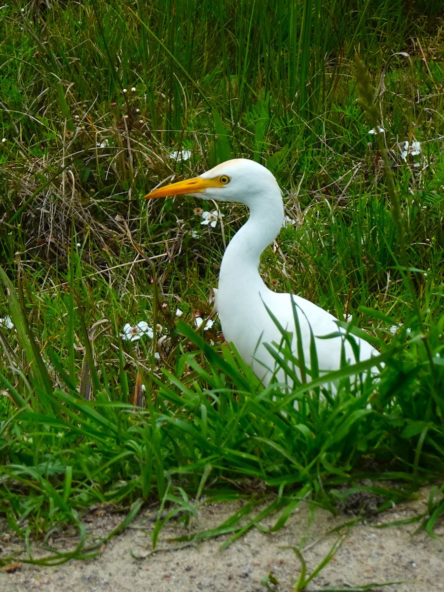 Western Cattle Egret - ami horowitz