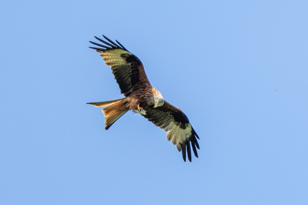 Red Kite - Gabi Uhrova