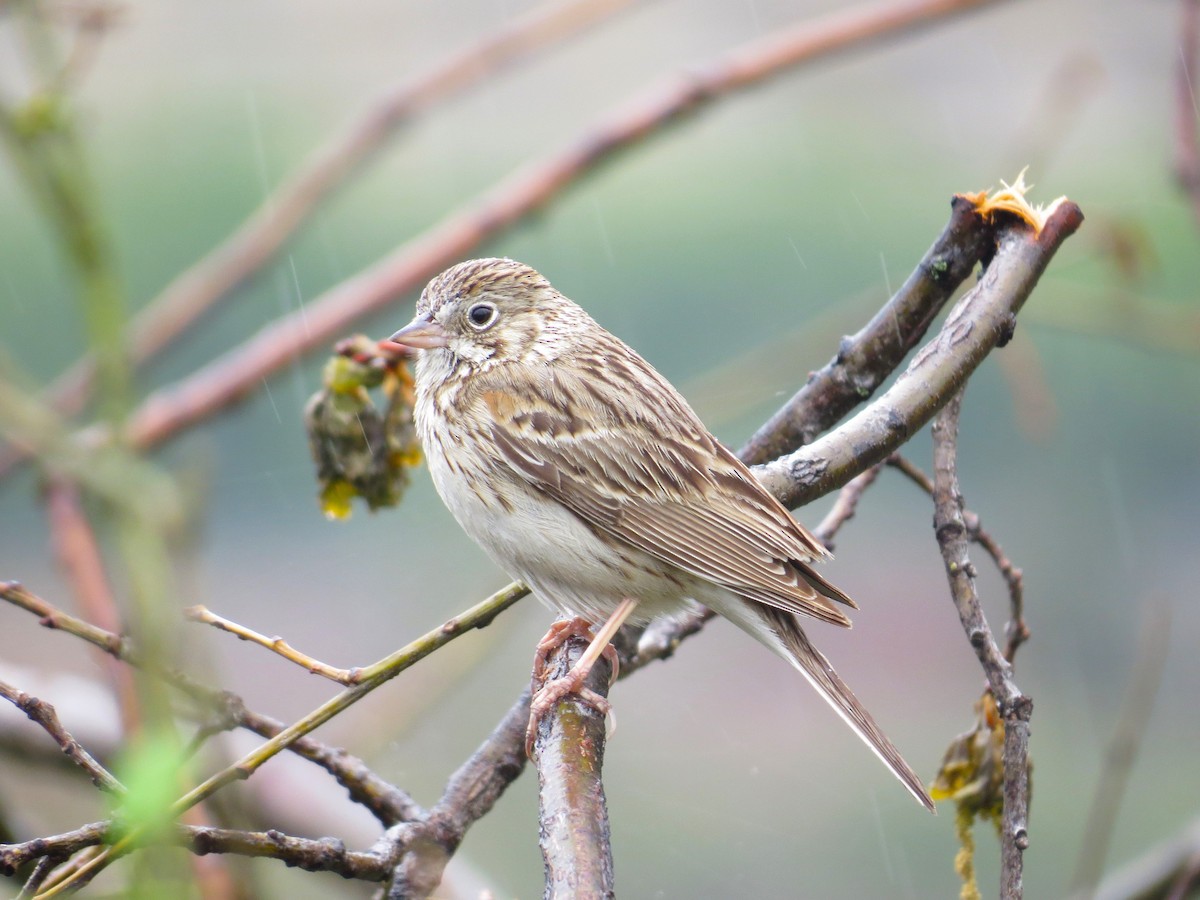 Vesper Sparrow - ML619451241