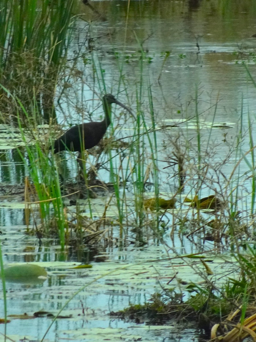 ibis hnědý - ML619451249