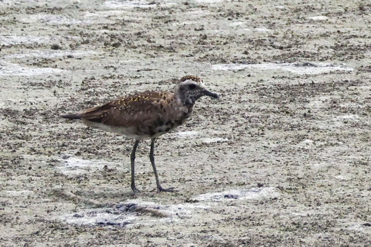 American Golden-Plover - Parker Marsh