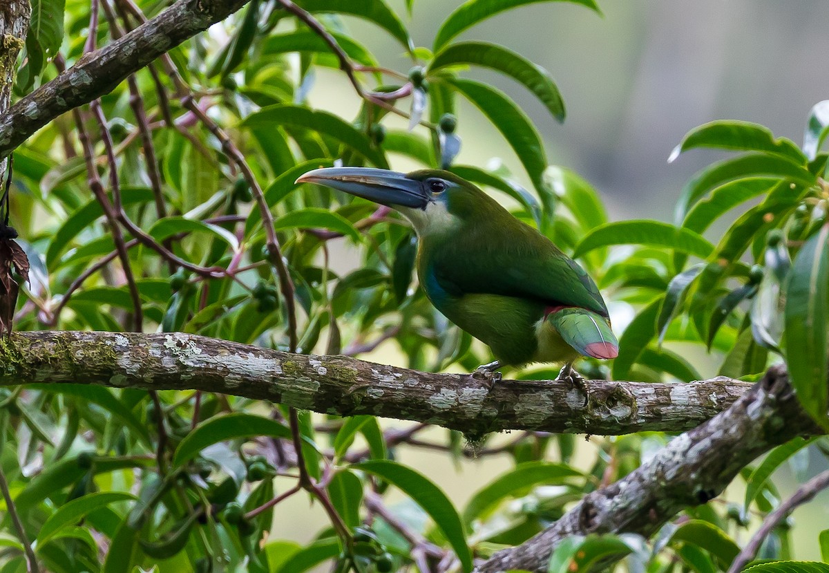 Blue-banded Toucanet - Andrew Cauldwell