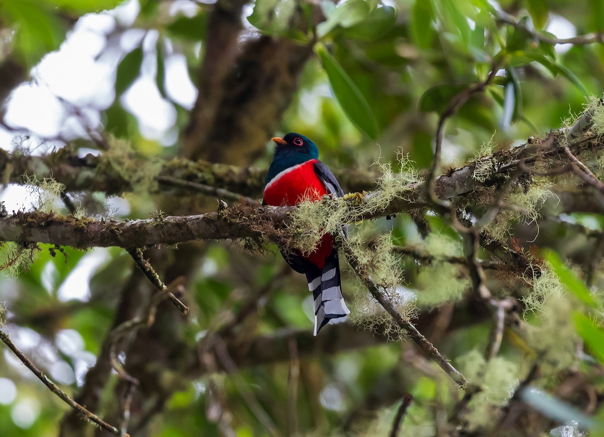 Trogon masqué - ML619451263