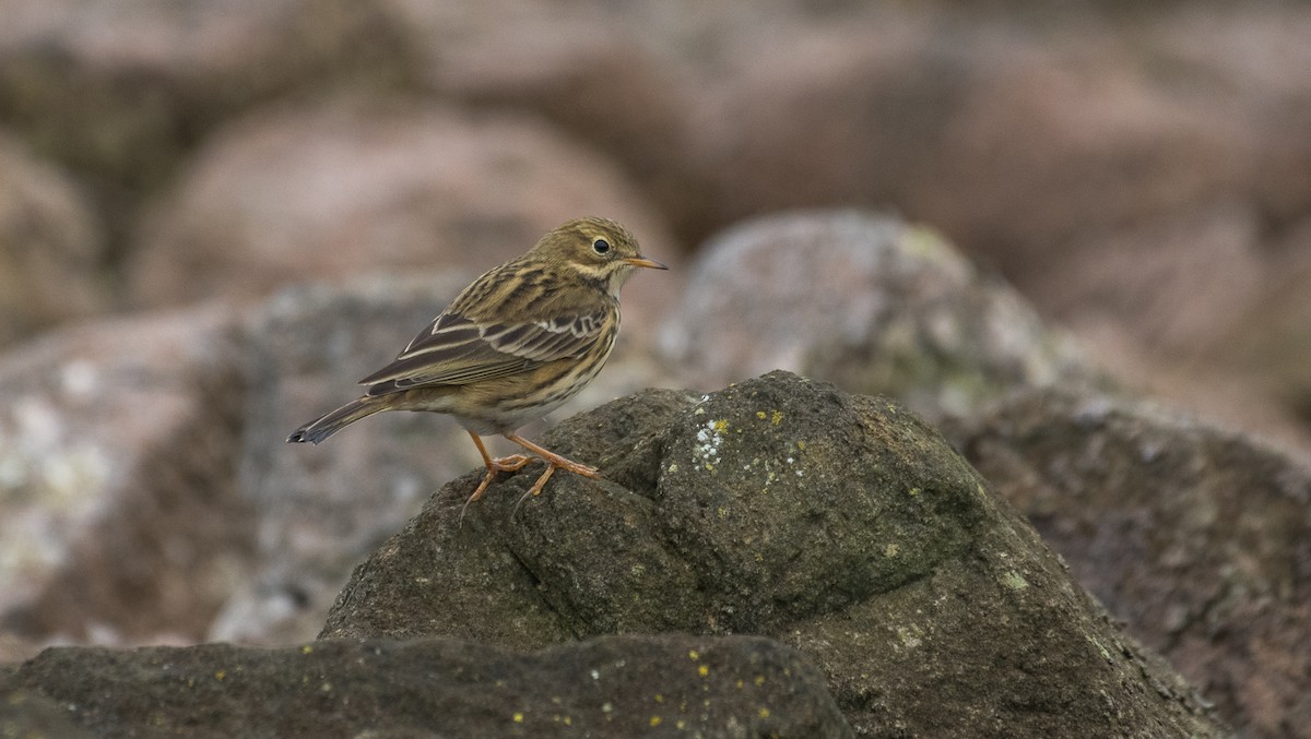 Meadow Pipit - Theo de Clermont