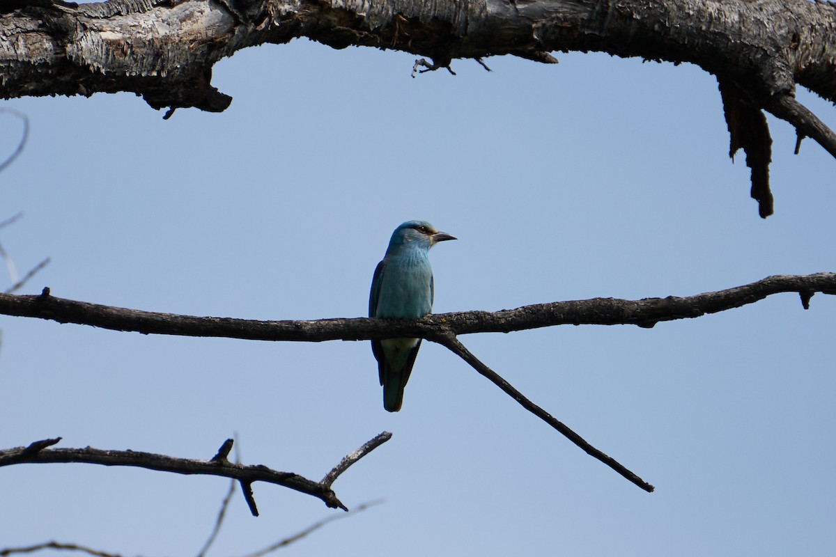 European Roller - Anastasiia Pashkovskaia