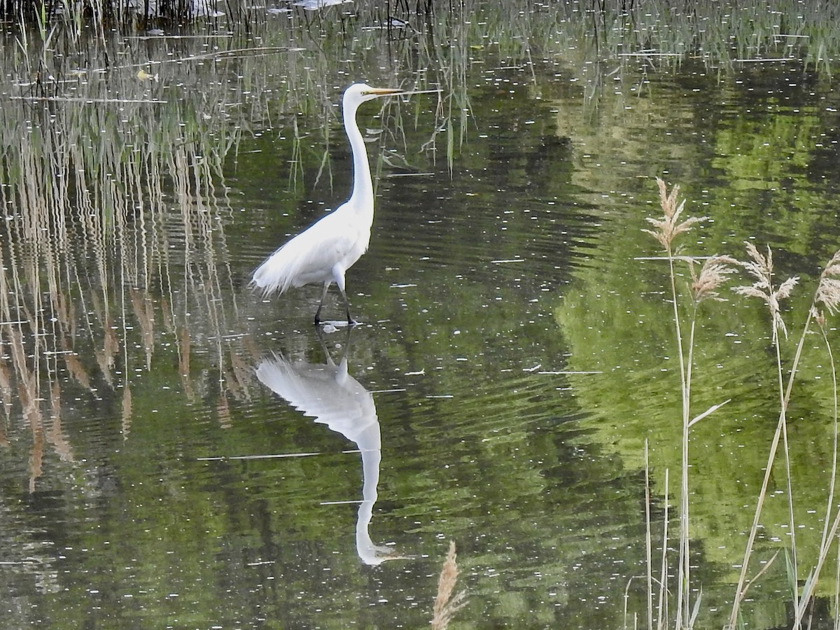 Great Egret - Craig Jackson