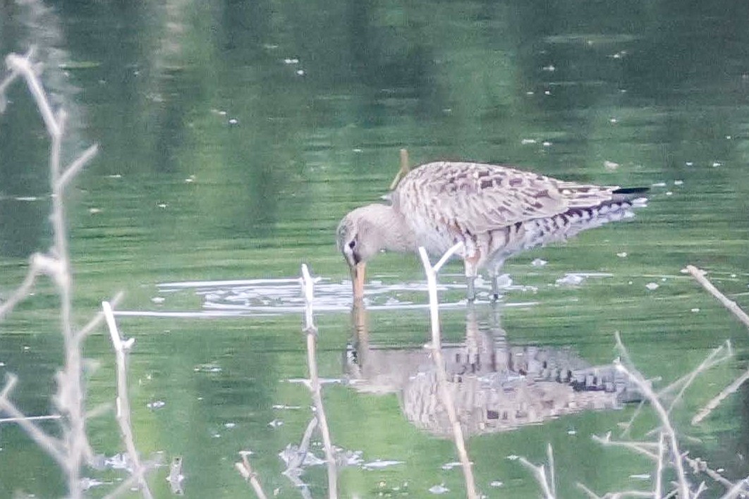 Hudsonian Godwit - Parker Marsh