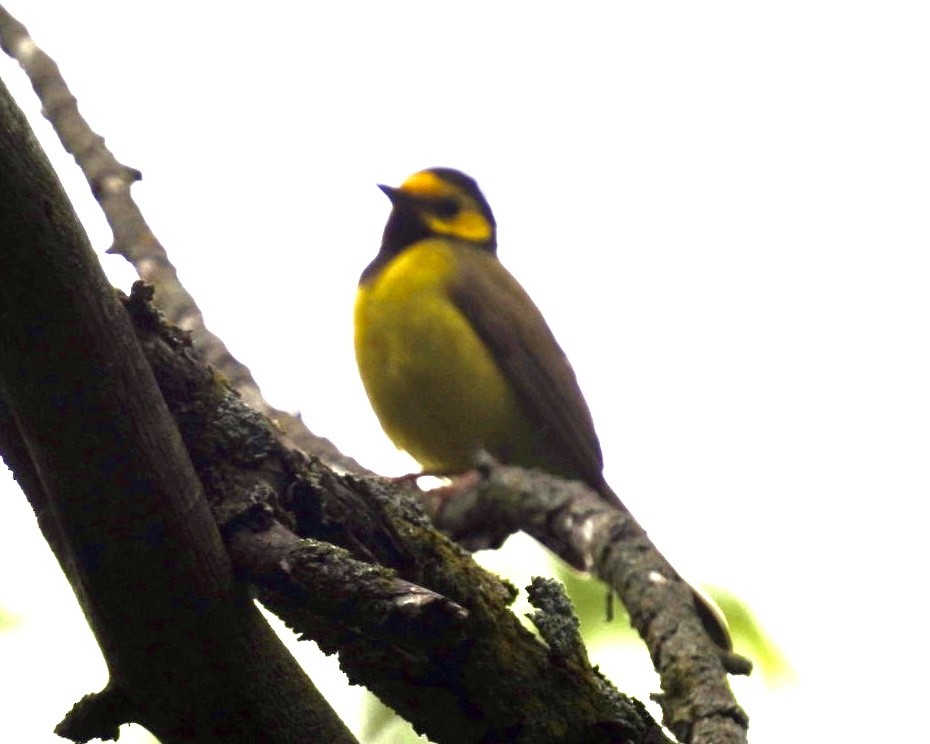 Hooded Warbler - Jeff Aufmann