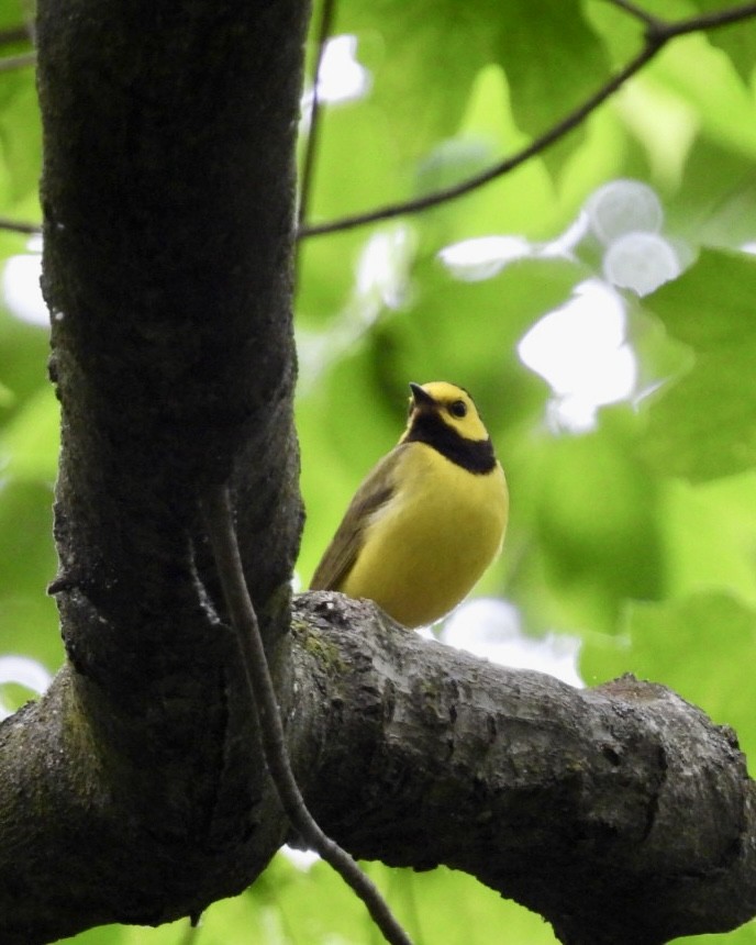 Hooded Warbler - Jeff Aufmann