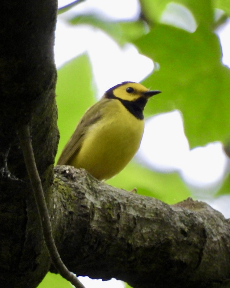 Hooded Warbler - Jeff Aufmann