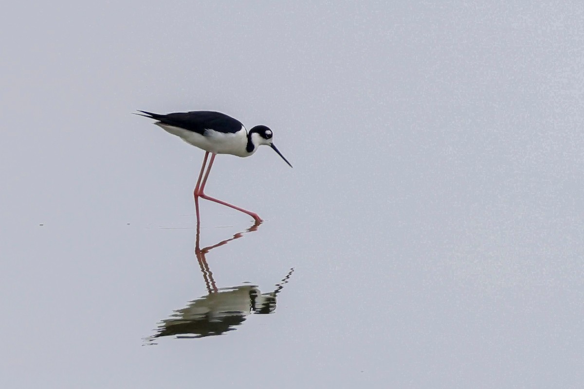 Black-necked Stilt (Black-necked) - Parker Marsh