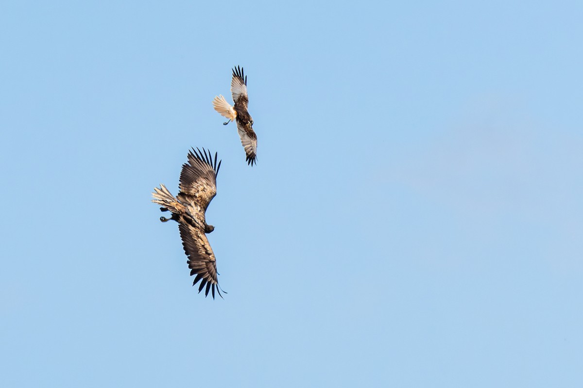 White-tailed Eagle - Gabi Uhrova