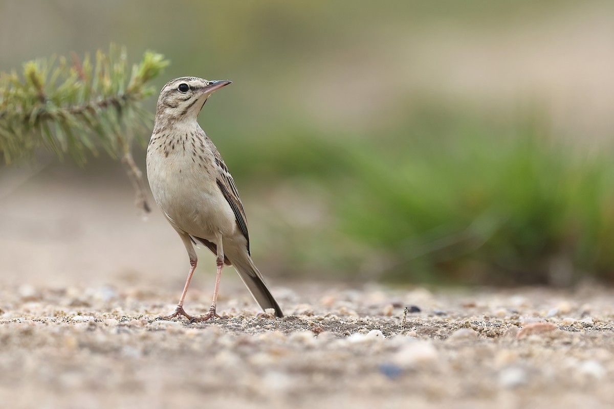 Tawny Pipit - Radoslaw Gwozdz