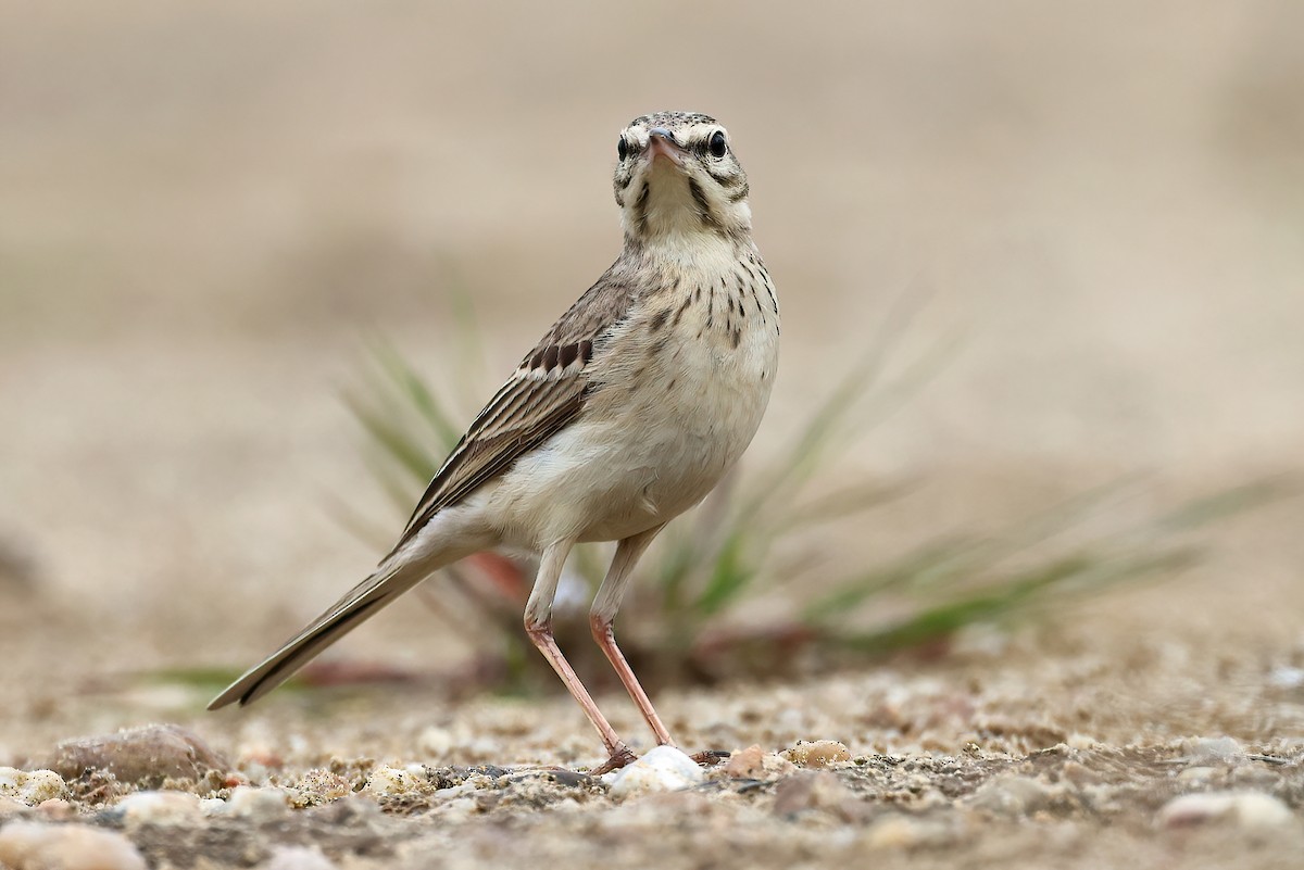 Tawny Pipit - Radoslaw Gwozdz