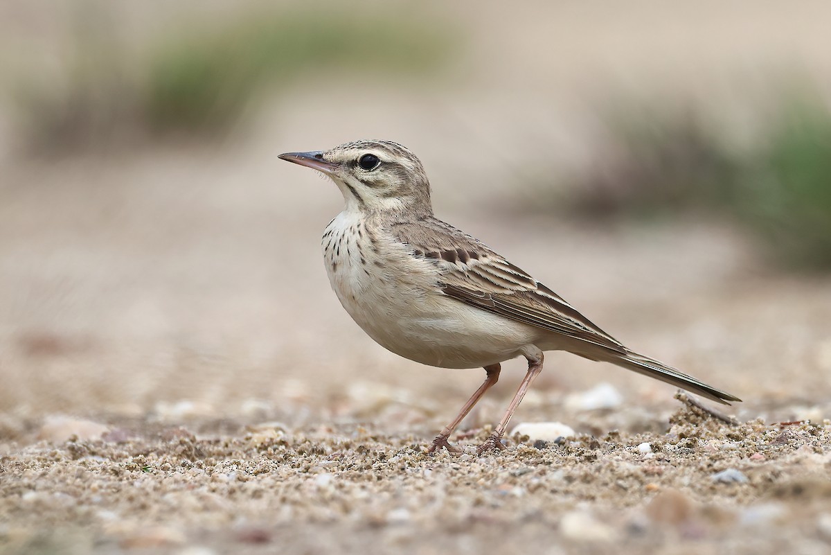 Tawny Pipit - Radoslaw Gwozdz