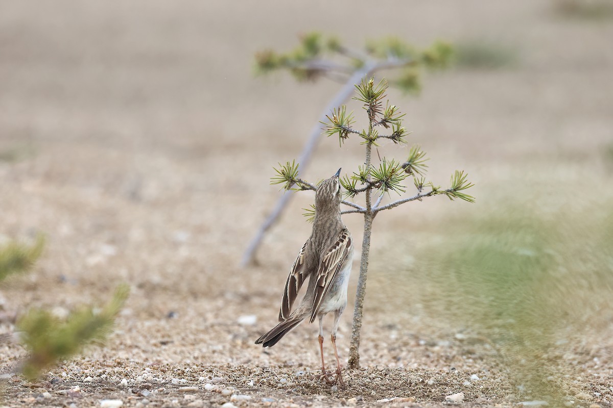 Tawny Pipit - Radoslaw Gwozdz