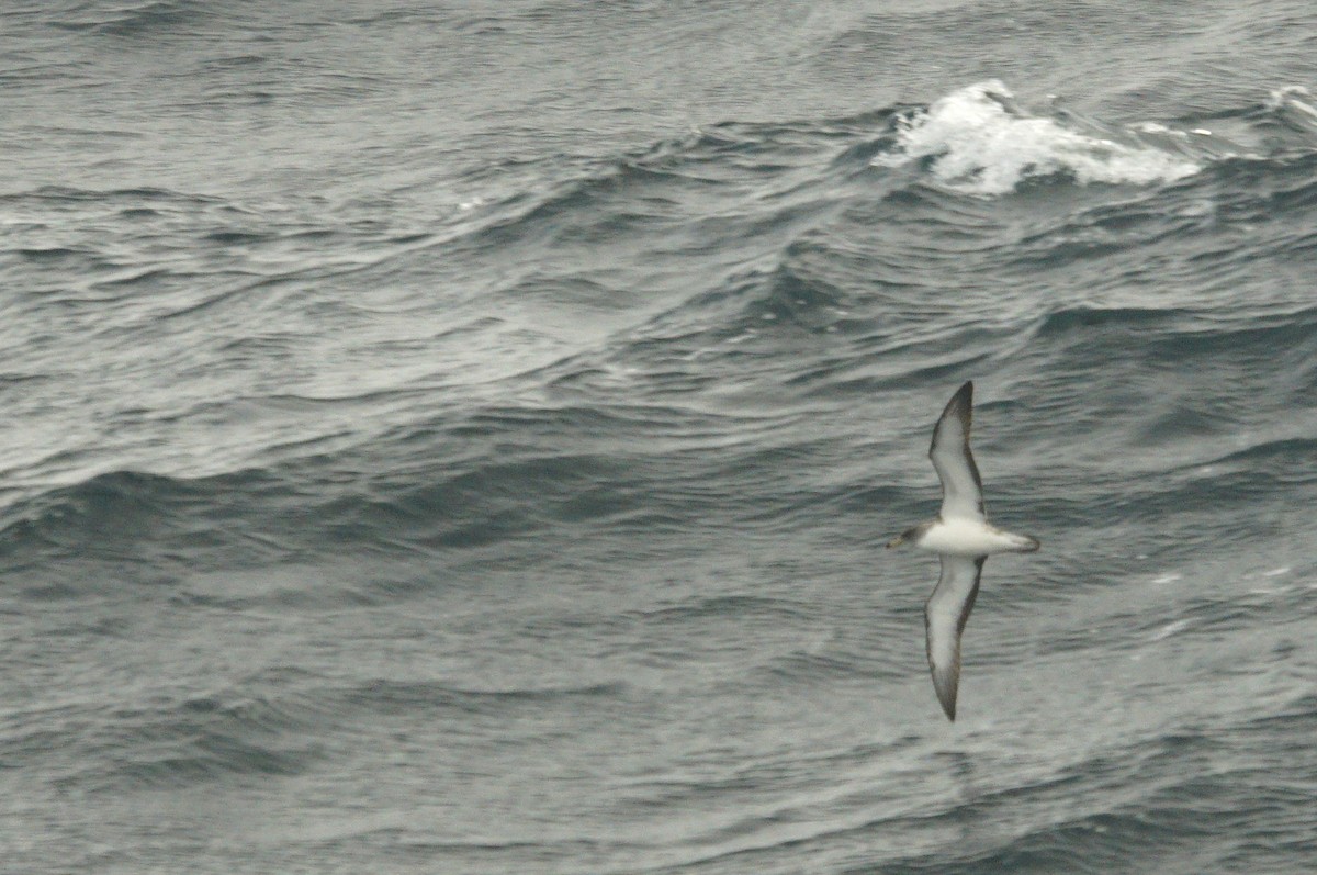 Cory's Shearwater - Mike Pennington