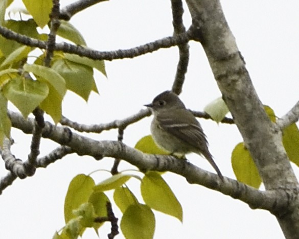 Hammond's Flycatcher - ML619451319